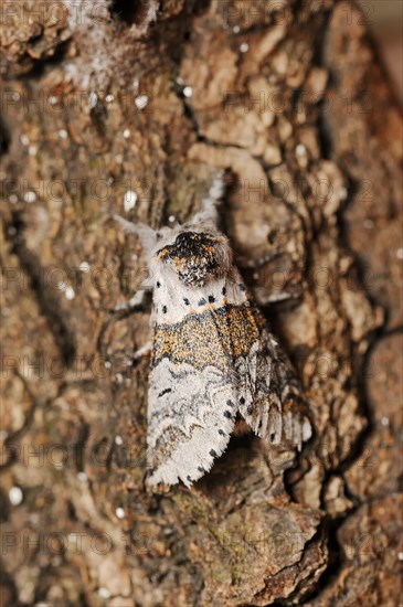 Sallow kitten moth (Furcula furcula), North Rhine-Westphalia, Germany, Europe