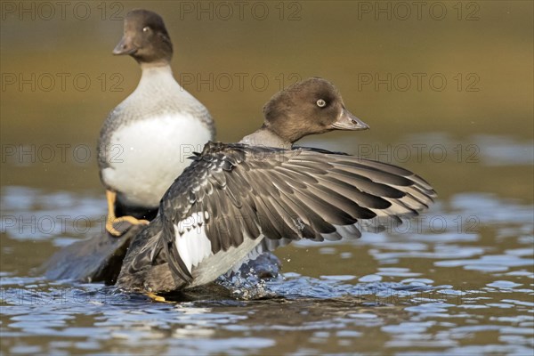 Goldeneye (bucephala clangula), female flapping wings, Gaspesie conservation park, province of Quebec, Canada, AI generated, North America