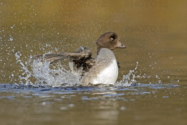 Goldeneye (bucephala clangula), female splashing when toiletting, Gaspesie conservation park, province of Quebec, Canada, AI generated, North America