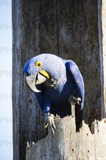 Hyacinth Macaw (Anodorhynchus hyacinthinus) Pantanal Brazil