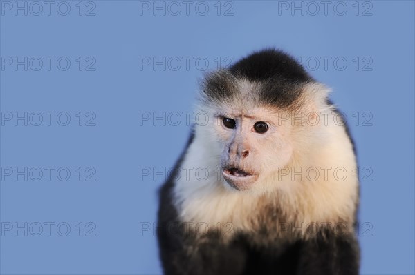 White-shouldered capuchin monkey or white-headed capuchin (Cebus capucinus), captive, occurring in South America