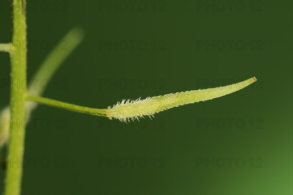 White mustard or yellow mustard (Sinapis alba, Brassica alba), pod, North Rhine-Westphalia, Germany, Europe