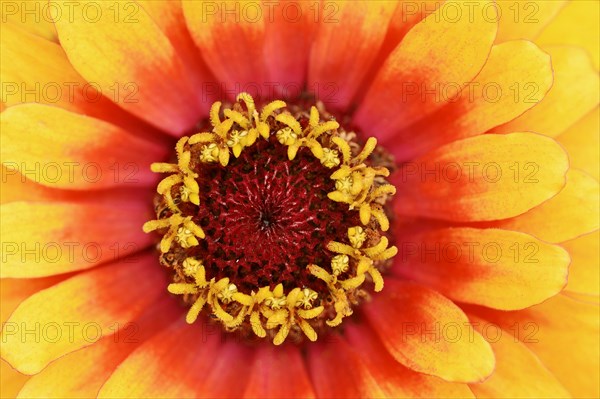 Zinnia 'Sombrero' (Zinnia elegans, Zinnia violacea), detail of flower, ornamental plant, North Rhine-Westphalia, Germany, Europe