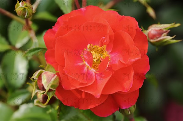 Garden rose or rose 'Heidefeuer' (Rosa hybrida), flower, ornamental plant, North Rhine-Westphalia, Germany, Europe