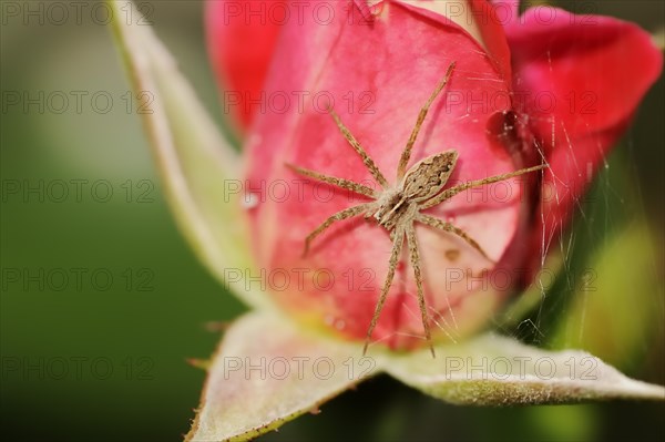 Nursery web spider (Pisaura mirabilis), female on a rose blossom, North Rhine-Westphalia, Germany, Europe
