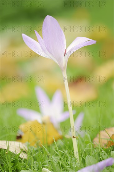 Autumn crocus or meadow saffron (Colchicum autumnale), North Rhine-Westphalia, Germany, Europe