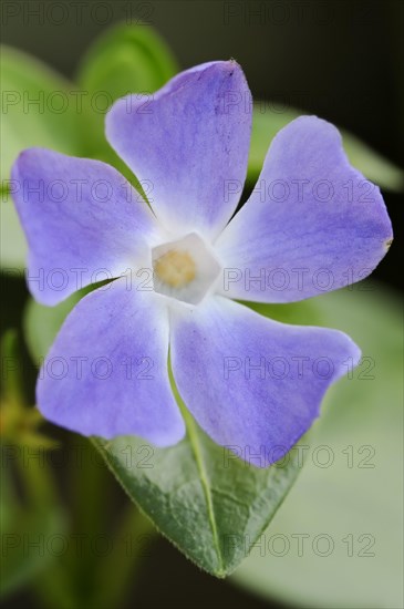 Large bigleaf periwinkle (Vinca major), flower, garden plant, North Rhine-Westphalia, Germany, Europe