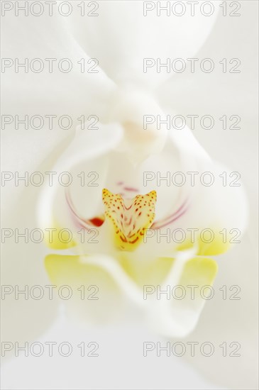 Butterfly orchid (Phalaenopsis), detail of the flower, houseplant, North Rhine-Westphalia, Germany, Europe