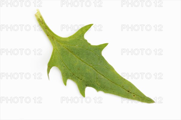 Strawberry spinach (Chenopodium foliosum, Blitum virgatum), leaf on white background, vegetable and ornamental plant