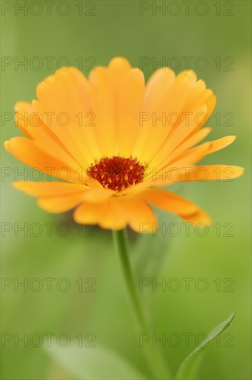 Marigold or garden marigold (Calendula officinalis), flower, North Rhine-Westphalia Germany