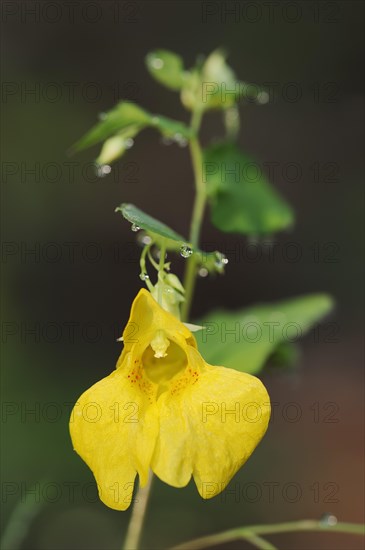 Greater balsam (Impatiens noli-tangere), flowering, North Rhine-Westphalia, Germany, Europe