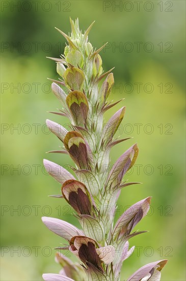 Balkan bear's paw (Acanthus hungaricus, Acanthus balcanicus), ornamental plant, North Rhine-Westphalia, Germany, Europe