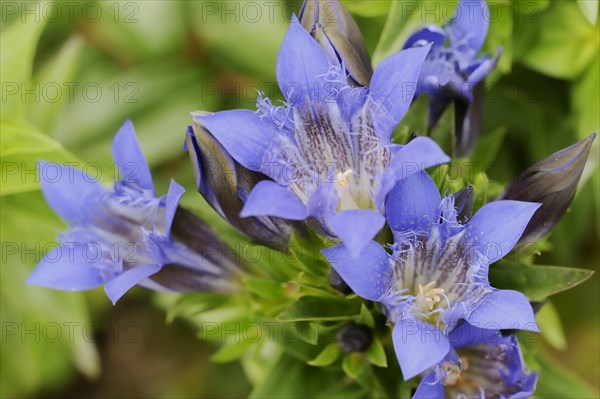 Crested gentian (Gentiana septemfida var. lagodechiana), flowers, garden plant, North Rhine-Westphalia, Germany, Europe