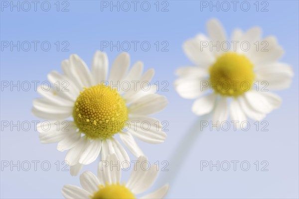 Chamomile (Matricaria recutita, Matricaria chamomilla), flowers, medicinal plant, North Rhine-Westphalia, Germany, Europe