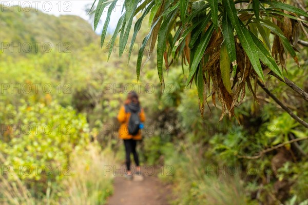 Woman walking along a beautiful path in the Laurisilva forest of Los tilos de Moya, Gran Canaria