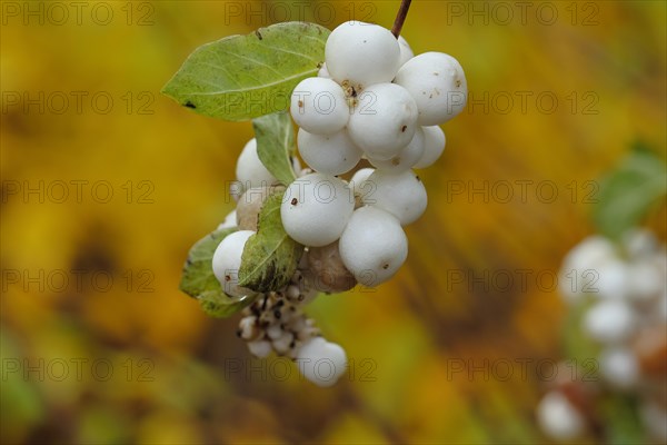 Common snowberry (Symphoricarpos albus) branch with some white fruits in autumn, Wilnsdorf, North Rhine-Westphalia, Germany, Europe