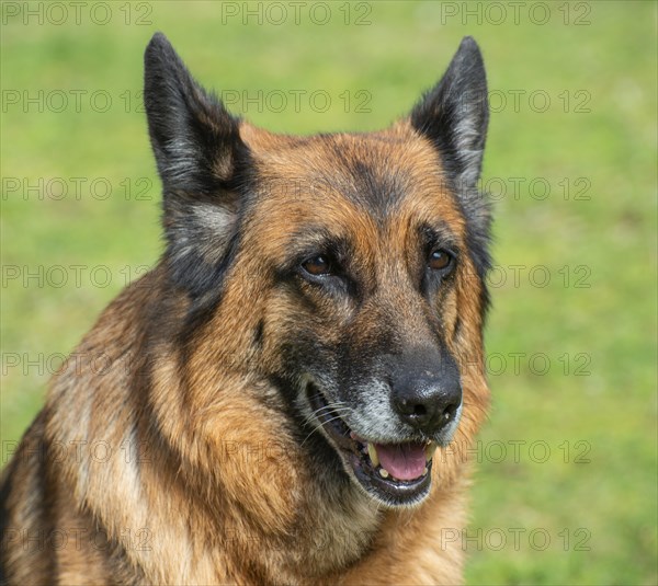 Portrait of an old German shepherd dog, female, on a lawn in Ystad, Scania, Sweden, Scandinavia, Europe