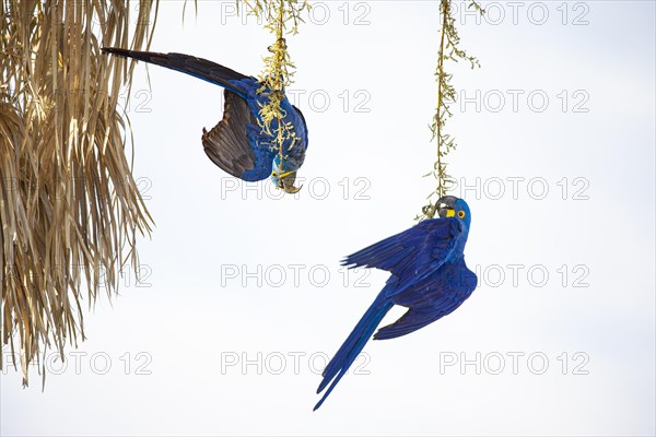 Hyacinth Macaw (Anodorhynchus hyacinthinus) Pantanal Brazil