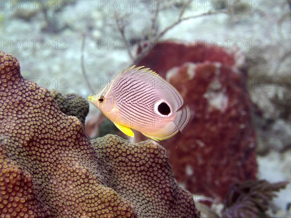 Four-eye butterflyfish (Chaetodon capistratus), dive site John Pennekamp Coral Reef State Park, Key Largo, Florida Keys, Florida, USA, North America