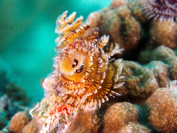 Christmas tree worm (Spirobranchus giganteus), dive site John Pennekamp Coral Reef State Park, Key Largo, Florida Keys, Florida, USA, North America