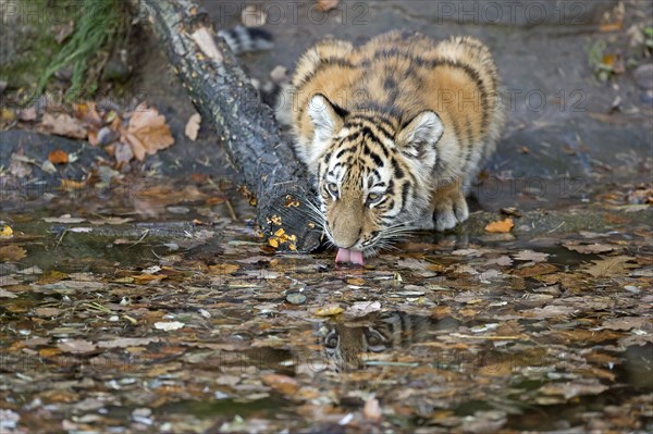 A tiger young drinking water from a puddle with visible reflection, Siberian tiger, Amur tiger, (Phantera tigris altaica), cubs