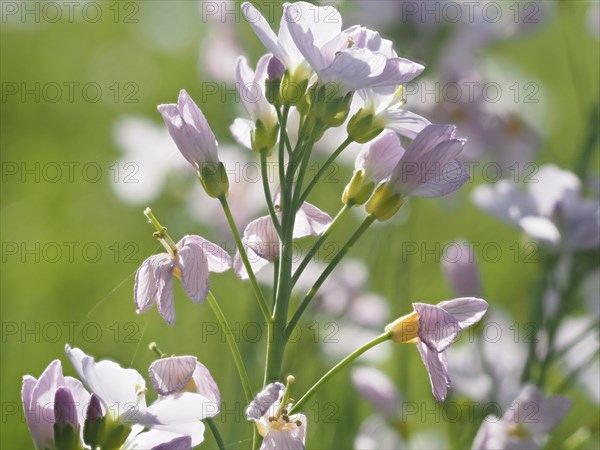 Cuckoo flower (Cardamine pratensis), Leoben, Styria, Austria, Europe