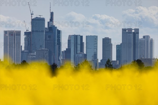 The Frankfurt skyline rises behind a blossoming rape field, Frankfurt an Main, Hesse, Germany, Europe