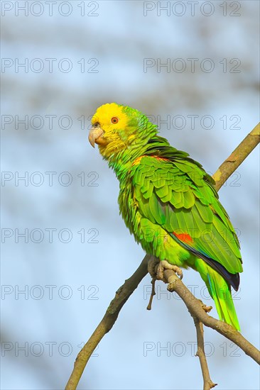 Yellow-headed Amazon (Amazona oratrix belizensis), on a sycamore branch, blue sky, Rosensteinpark, Stuttgart, Baden-Wuerttemberg, Germany, Europe