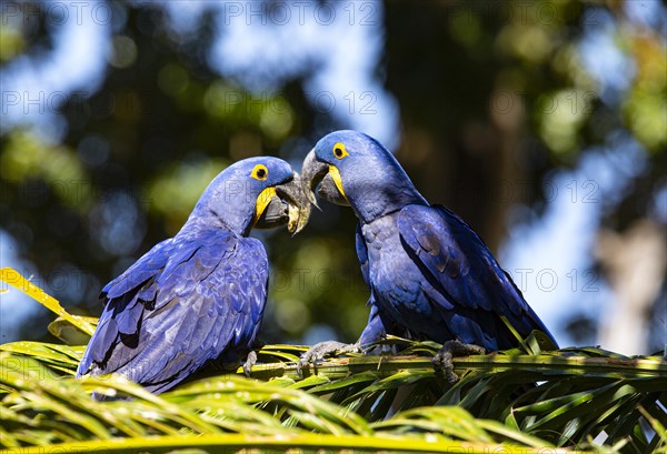 Hyacinth Macaw (Anodorhynchus hyacinthinus) Pantanal Brazil