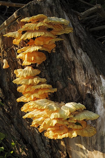 Sulphur polypore (Laetiporus sulphureus), North Rhine-Westphalia, Germany, Europe