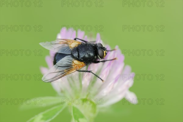 Cattle fly or noonday fly (Mesembrina meridiana) on red clover (Trifolium pratense), North Rhine-Westphalia, Germany, Europe