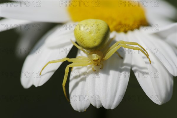 Goldenrod crab spider (Misumena vatia), female on the flower of a daisy (Leucanthemum vulgare, Chrysanthemum leucanthemum), North Rhine-Westphalia, Germany, Europe