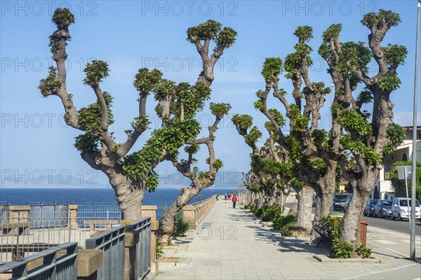 Pruned plane trees (Platanus) on the promenade in Alghero, Sassari province, Sardinia, Italy, Mediterranean, South Europe, Europe
