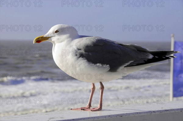 European herring gull (Larus argentatus), A gull stands on a railing against a blurred background of the sea, Sylt, North Frisian Island, Schleswig-Holstein, Germany, Europe