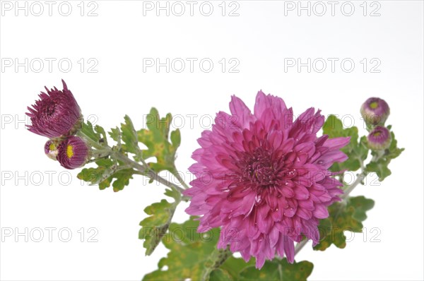 Pink chrysanthemum on a white background