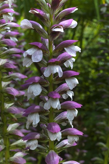 Inflorescence of bear's breeches (Acanthus) in the Parc Floral et Tropical de la Court d'Aron, Saint Cyr en Talmondais, Vandee, France, Europe