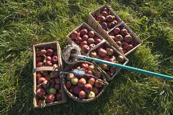 Freshly picked apples of the Winterrambur variety (Malus domestica) in baskets with apple pickers in the grass, Middle Franconia, Bavaria, Germany, Europe