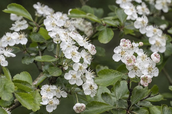 Hawthorn (Crataegus monogyna, blossoms, Emsland, Lower Saxony, Germany, Europe