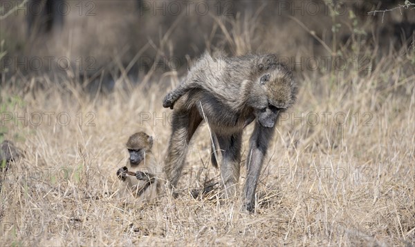 Chacma baboons (Papio ursinus), mother with young foraging in dry grass, Kruger National Park, South Africa, Africa