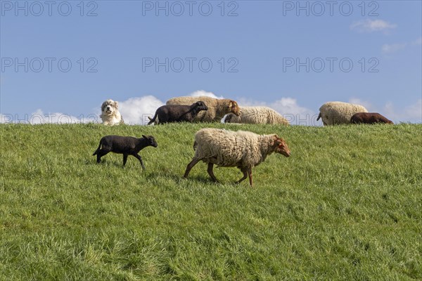 Sheepdog guarding sheep, lambs, shepherd dog, Elbe dyke near Bleckede, Lower Saxony, Germany, Europe