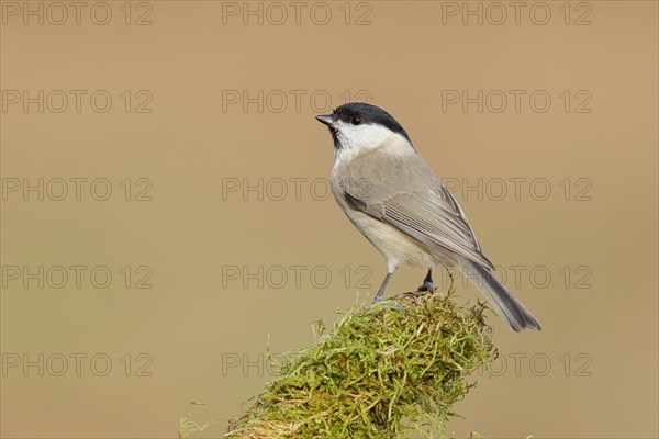 Marsh tit (Parus palustris) on a branch overgrown with moss, Siegerland, North Rhine-Westphalia, Germany, Europe