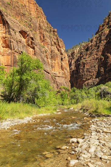 Riverside Walk, Temple of Sinawava, Zion National Park, Colorado Plateau, Utah, USA, Zion National Park, Utah, USA, North America