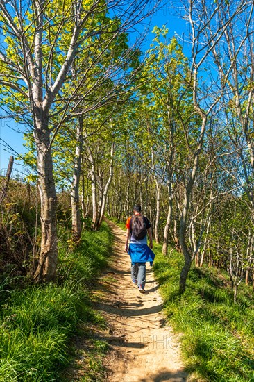 A man walking through a forest on the climb to the Zumaia flysch, Gipuzkoa. Basque Country