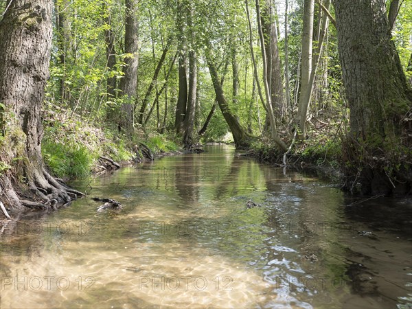 Stream and floodplain of the Oelbach with alder quarry forest in spring, Schloss Holte, North Rhine-Westphalia, Germany, Europe