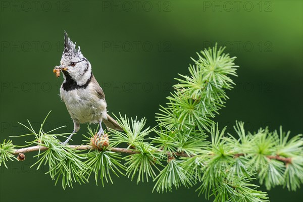 Crested Tit (Lophophanes cristatus), sitting with food in a larch branch, North Rhine-Westphalia, Germany, Europe