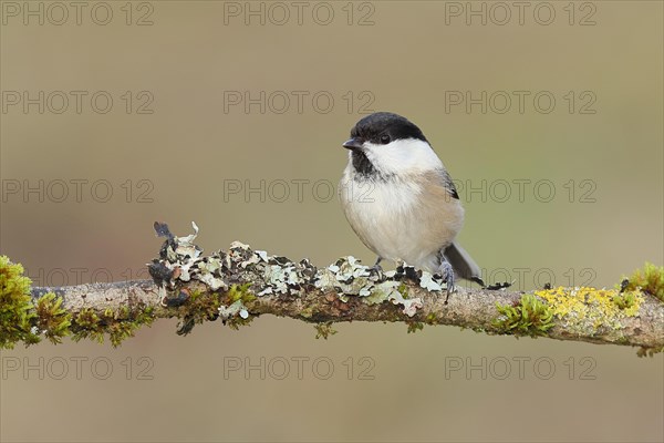 Willow Tit (Parus montanus) sitting on a branch overgrown with moss and lichen, Wilnsdorf, North Rhine-Westphalia, Germany, Europe