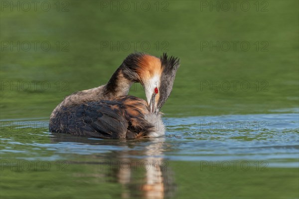 Great Crested Grebe (Podiceps cristatus) on a river. Bas-Rhin, Collectivite europeenne d'Alsace, Grand Est, France, Europe