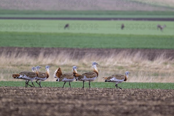 Several great bustards (Otis tarda) in a field, cockerels, Lower Austria, Austria, Europe