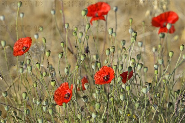 Poppy flowers (Papaver rhoeas) in a grain field, flowers and unripe fruit capsules, North Rhine-Westphalia, Germany, Europe