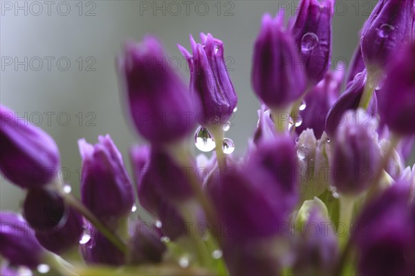 Ornamental leek (Alium), water droplets, spring, Germany, Europe